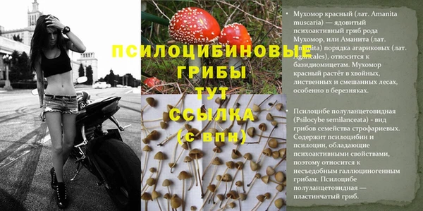 прущие грибы Краснослободск